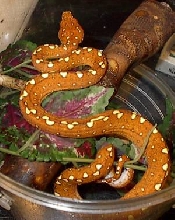 new Biak female
