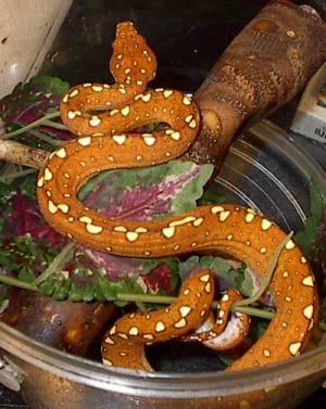 new Biak female