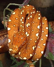biakfemale2
