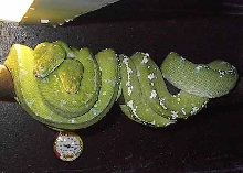 cuddleing chomdros2