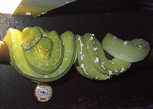 cuddleing chomdros2