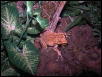 unknown tree frog