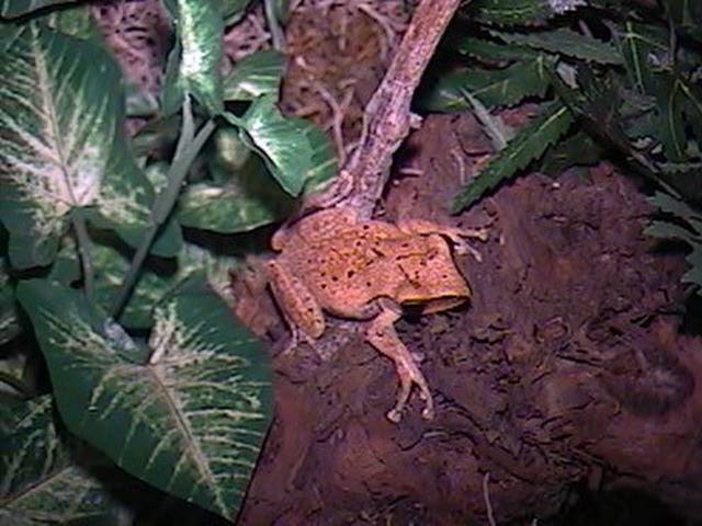 unknown tree frog