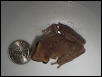 unknown tree frog
