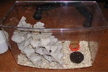 Blaptica dubia cage
