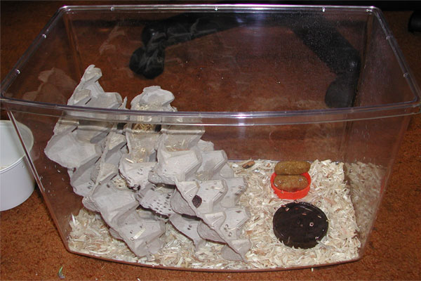 Blaptica dubia cage