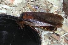 Blaptica dubia