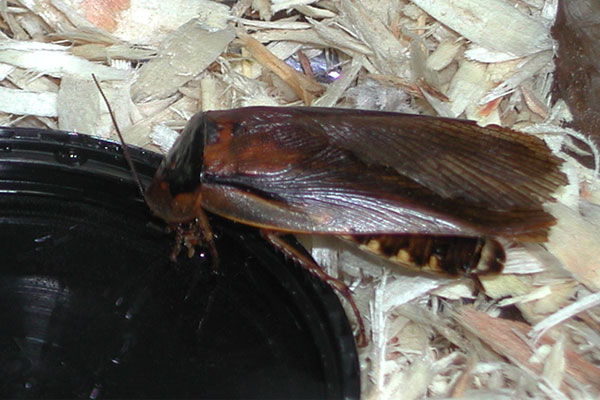 Blaptica dubia