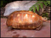 HypoRedfoot