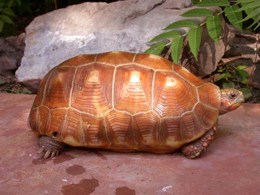 HypoRedfoot