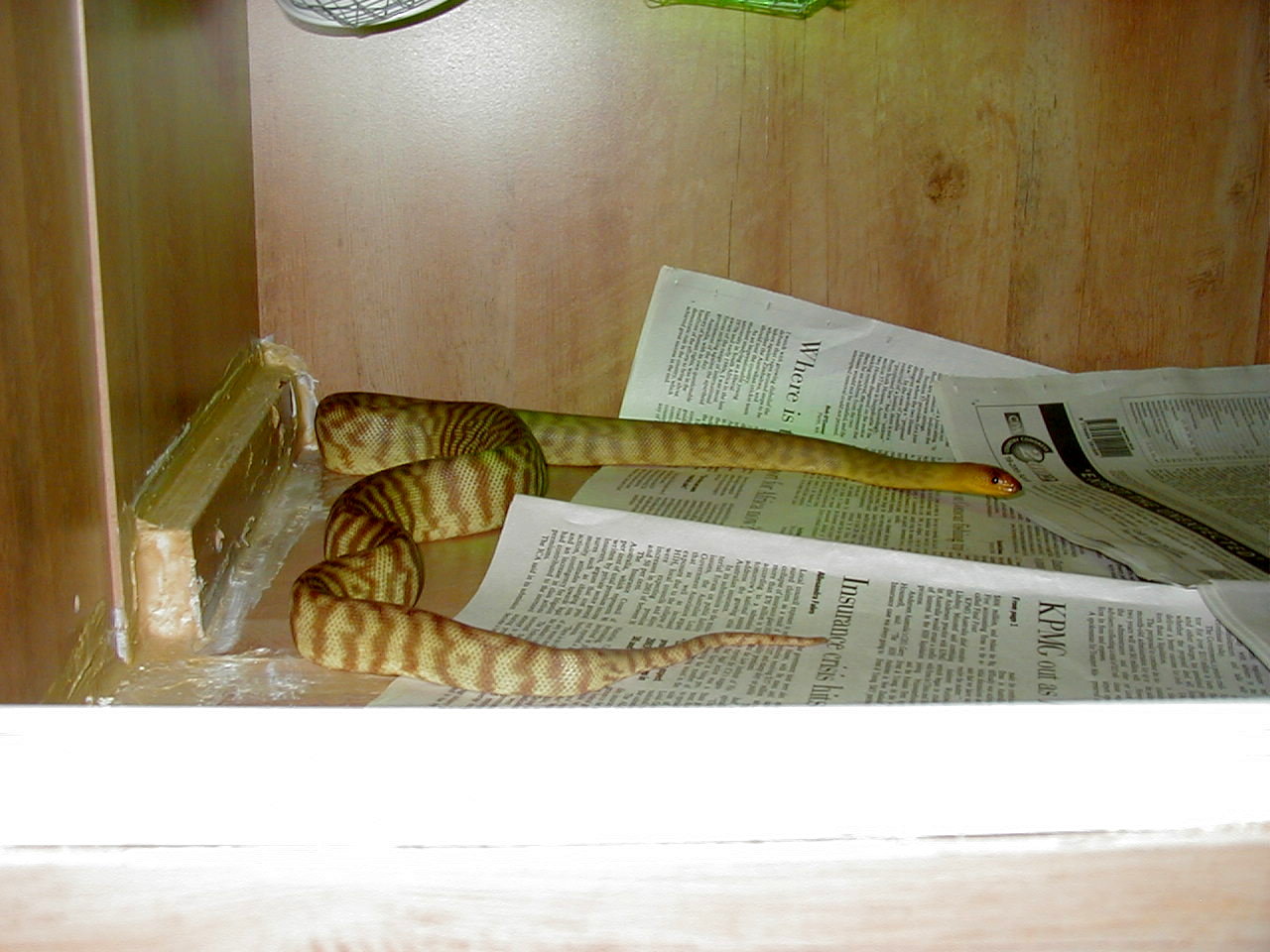 woma fem