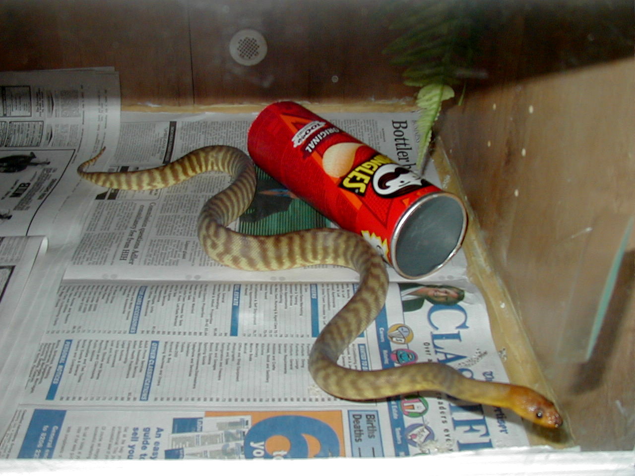 woma2