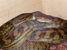 Southern female scrub