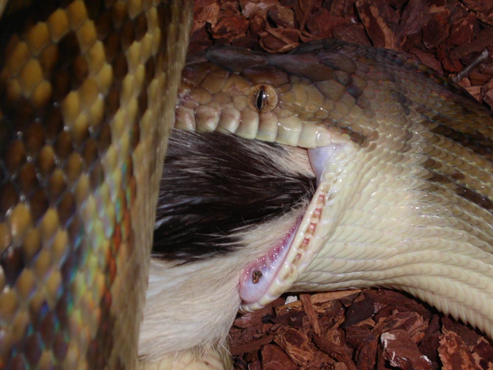 Scrub feeding