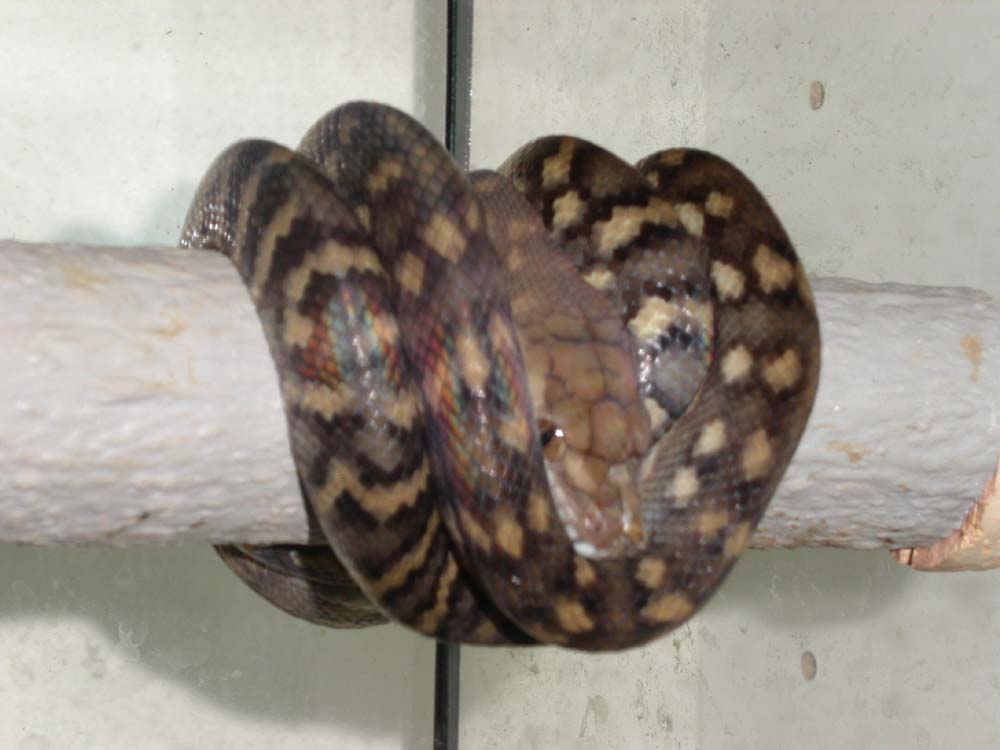 Tanimbar scrub