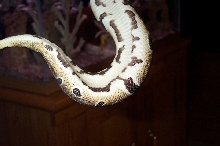 poss. het. pied female 1
