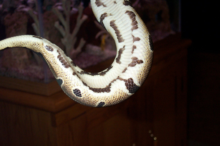 poss. het. pied female 1