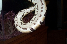 poss. het. pied female 2