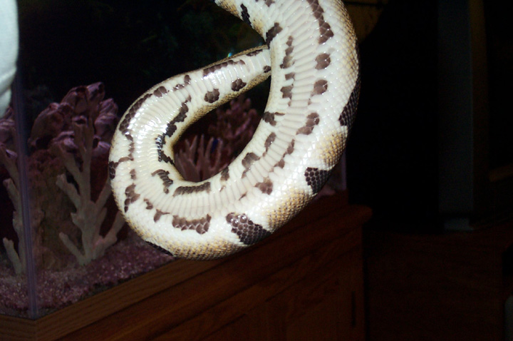 poss. het. pied female 2