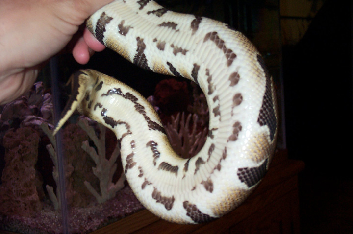 poss. het. pied female (3)