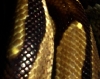 ball python yellow scales2