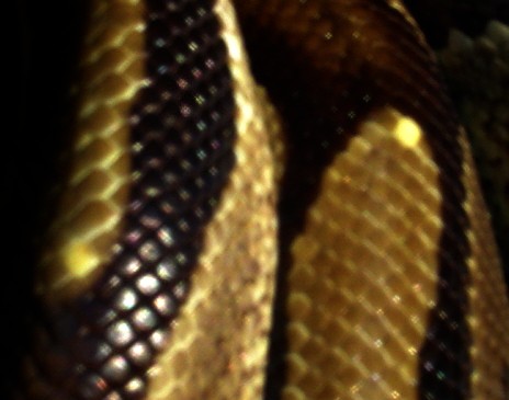 ball python yellow scales2