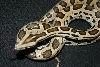 leopard burm( green labrinth)