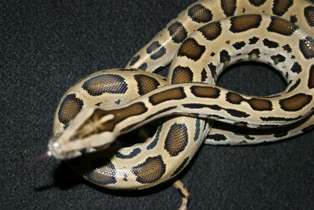 leopard burm( green labrinth)