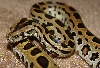 leopard (green labrinth) baby pic