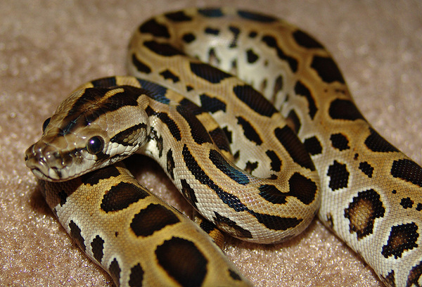 leopard (green labrinth) baby pic