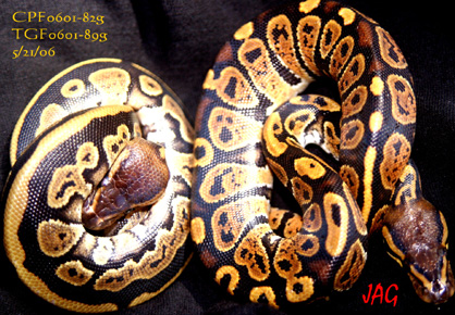 Striped Cinny & Granite females
