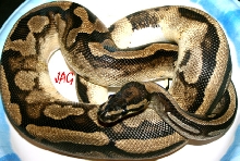 pied 3