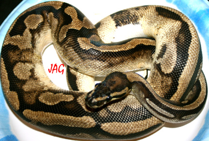 pied 3
