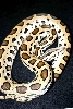 leopard burmese (as sub-adult)