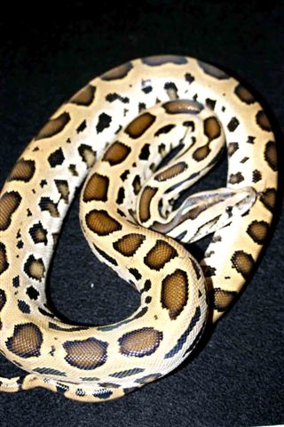 leopard burmese (as sub-adult)