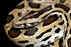 leopard burmese