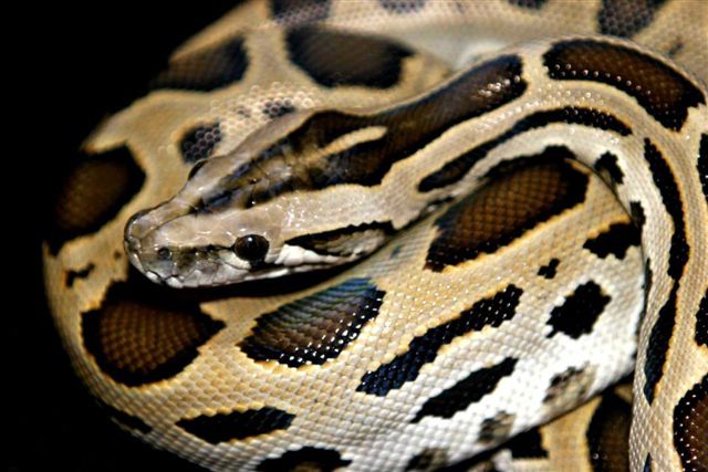 leopard burmese