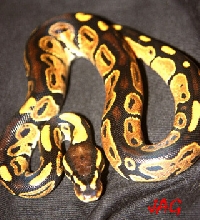 m b.b 1