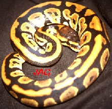 velvet 2