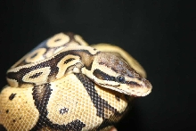 adult male pastel
