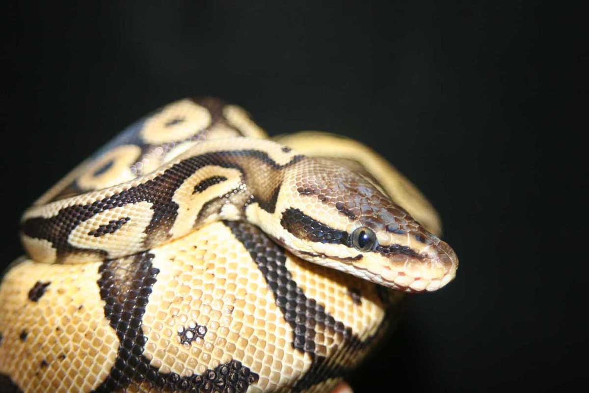 adult male pastel