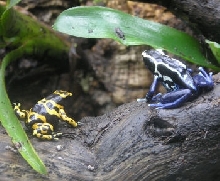 Dart Frogs