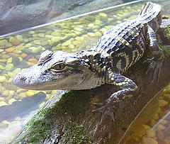 Gator