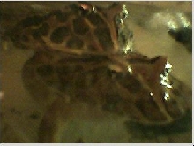 My Horned Frogs Amplexing