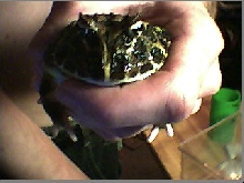 My gentle male horned frog
