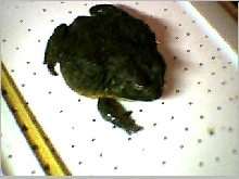 African Bullfrog