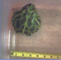 Big Frog
