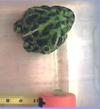 Big Frog 3