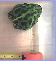 Big Frog 3