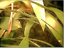 Lone occupant